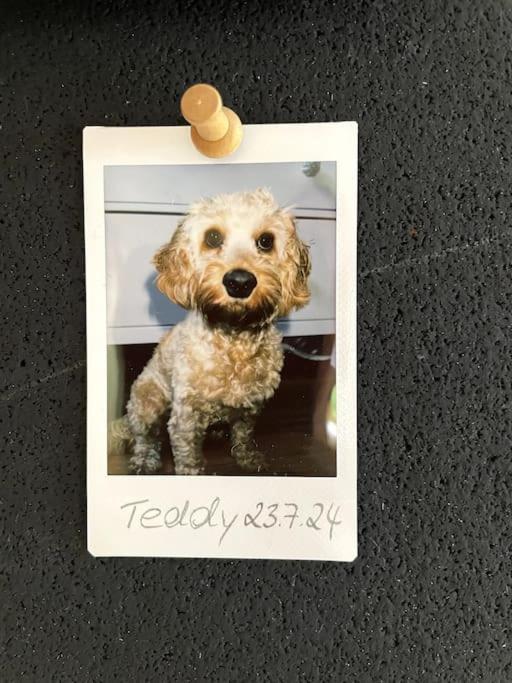 Cozy Wilkipartment Bis 4 Pers - Hund - Netflix - Wlan - Wintergarten - Coffeebar - Popcorn Verl Exteriör bild